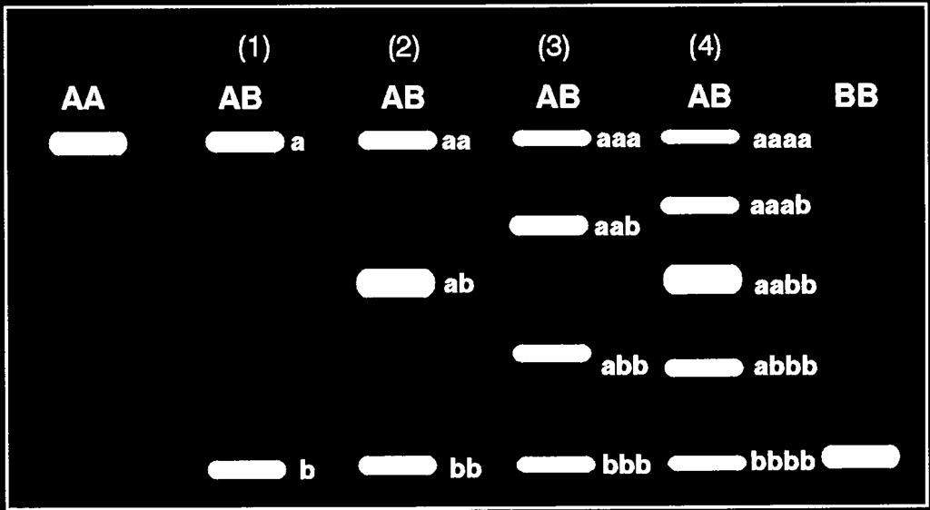 Polipeptídeos Polipeptídeos: a e b intensidade das bandas no gel reflete a concentração