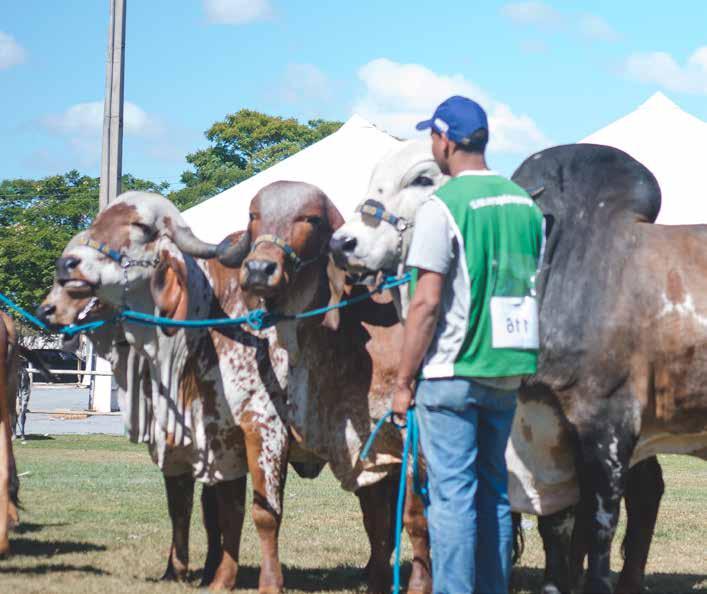 Oportunidades de negócios A SUPERLEITE dispõe de uma estrutura instalada em 65.