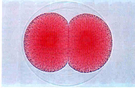 Citocinese - células animais A separação das