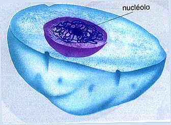 Intérfase Período em que a célula não se encontra em divisão e os cromossomos
