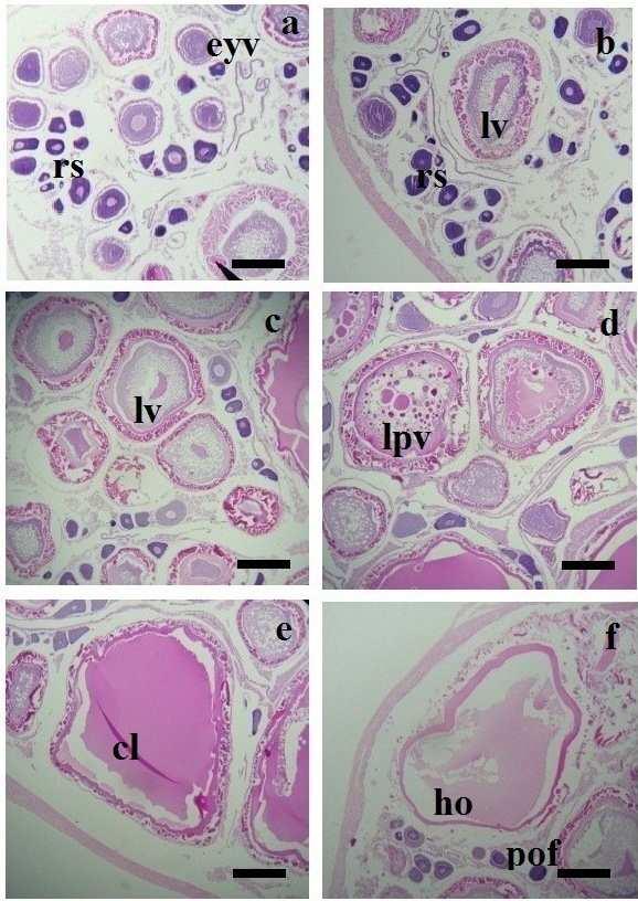 118 Figure 5. Histological aspects of oocyte development stages of H.