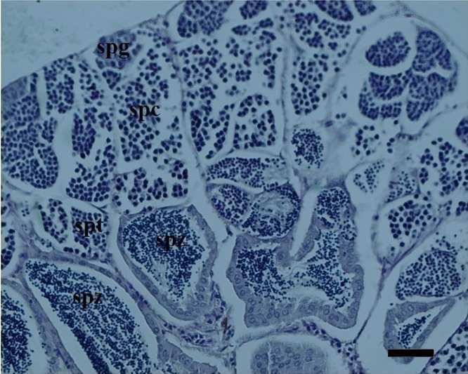 119 Figure 6. Histological aspects of spermatocyte developmental stages of H.