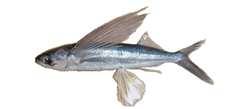 139 Caiçara do Norte, RN é o principal município responsável pela produção do peixe voador em âmbito nacional; A produção do peixe voador, em geral, mostrou crescente apresentando flutuações ao longo