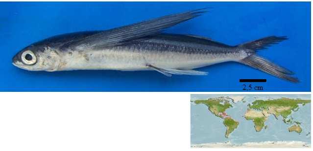 20 3.4 Espécies de peixes em estudo 3.4.1 Peixe voador, Hirundichthys affinis (Günther, 1866) Hirundichthys affinis, uma espécie epipelágica amplamente distribuída em águas tropicais e subtropicais (El-Deir 1998) (Figura 3).