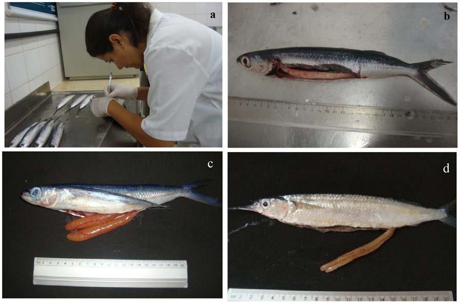 22 3.5 Aspectos morfométricos e meristicos No Laboratório de Ictiologia/DOL/UFRN foi realizada a biometria dos peixes capturados (Figura 5), onde cada exemplar foi numerado (utilizando etiquetas),