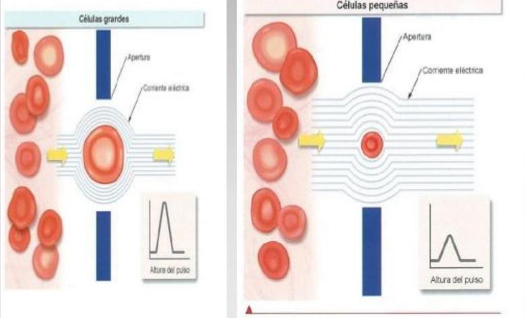 Pulsos elétricos grandes correspondem a células