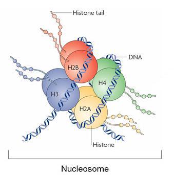 5 Figura 1-Modelo de um nucleossomo com caudas de histonas proeminentes. Cada nucleossomo é composto por 147 pares de base de DNA envolto a um octâmero de histonas, duas de cada (H2A, H2B, H3 e H4).