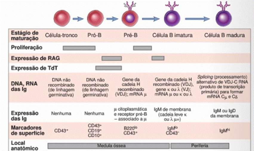 Estágios na Maturação de Linfócitos