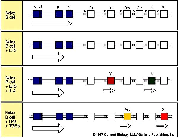 Fig. 8.9. Isotype switching is preceded by transcriptional activation of C H genes. Resting naive B cells transcribe the m and d loci at a low rate, giving rise to surface IgM and IgD.