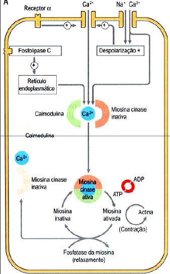 CONTRAÇÃO: NOS NÍVEIS DE CÁLCIO NO CITOSOL RELAXAMENTO: BOMBA DE