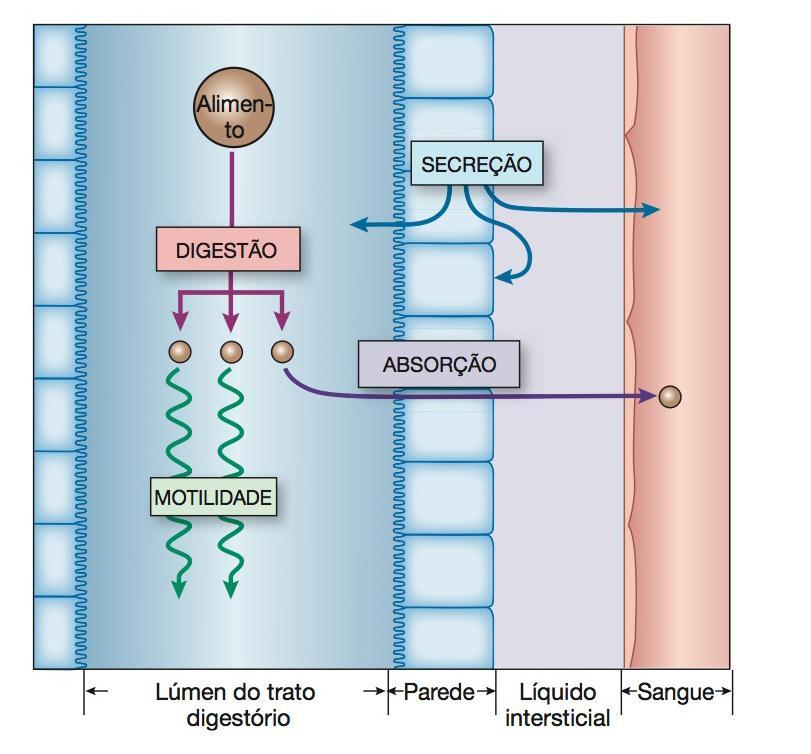 PROCESSOS BÁSICOS DO TGI Ingestão; Secreção;