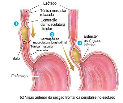 CONTRAÇÃO DA MUSCULATURA CIRCULAR ACIMA DO BOLO ALIMENTAR; RELAXAMENTO DA MUSCULATURA