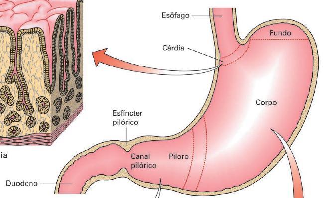 ESTÔMAGO ARMAZENAMENTO