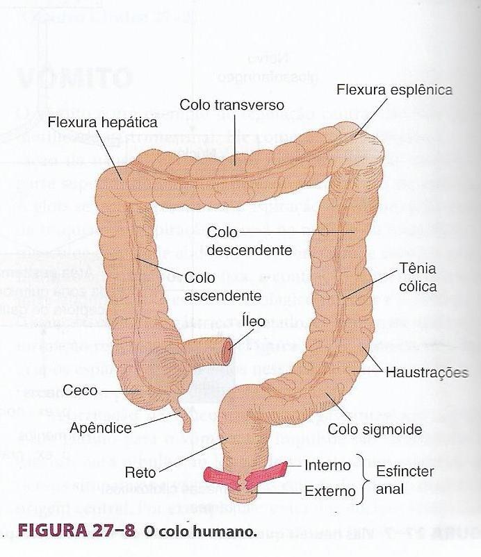 INTESTINO GROSSO COMPOSTO POR: CECO,CÓLON, RETO E ÂNUS;