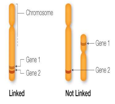 Segregação independente e ligação Segregação Independente de Mendel genes localizados em cromossomos diferentes segregam-se independentemente durante a meiose.