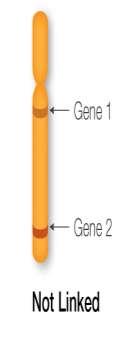 implicações do crossing over Genes