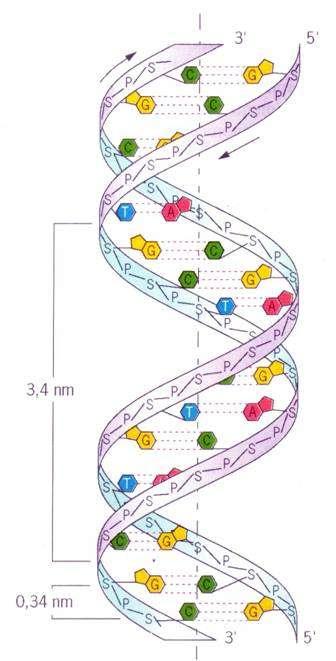 Estrutura e modelo de replicação do DNA: a Dupla Hélice Watson e Crick (1953) Dupla hélice dextrógira Dois filamentos helicoidizados.