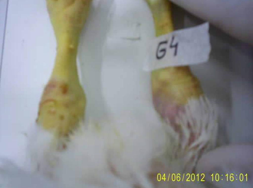 No 42 dia em G4, além da pneumonia em todas as aves, um dos frangos apresentou músculo do peito com coloração verde (Figura 4), rim aumentado e aerossaculite (Figura 5).