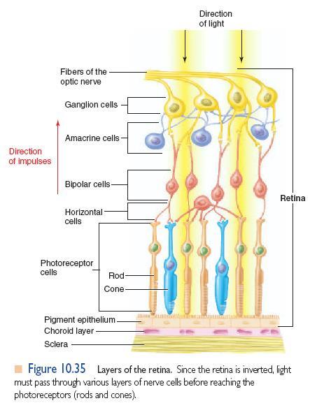 Retina Distinção de 10 camadas Cinco principais tipos celulares: Fotorreceptores cones