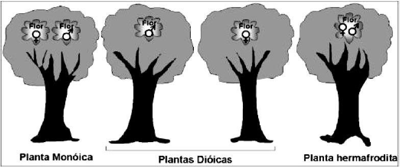 Questão 23) Nos angiospermas as flores são estruturas que participam da reprodução sexuada. O desenho abaixo mostra 4 plantas da classe Angyospermae.