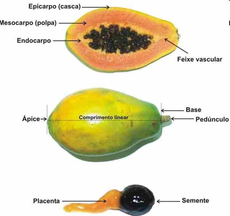 Epicarpo revestimento Mesocarpo Intermediário Endocarpo interno Baga