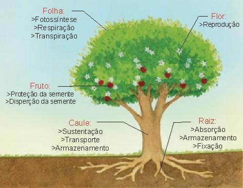 Órgãos vegetativos Os