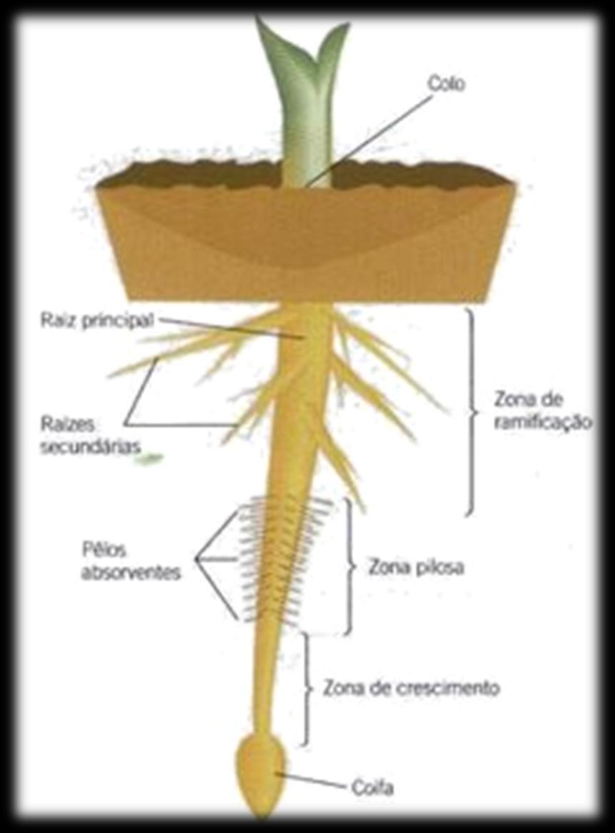 Raiz Outras funções Tuberosas armazenam reservas Respiratórias pneumatóforos possuem orifícios que absorvem