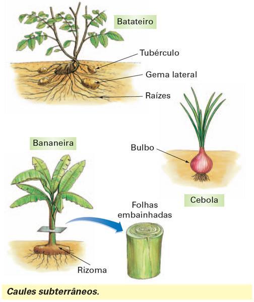 Geralmente aéreos troncos,