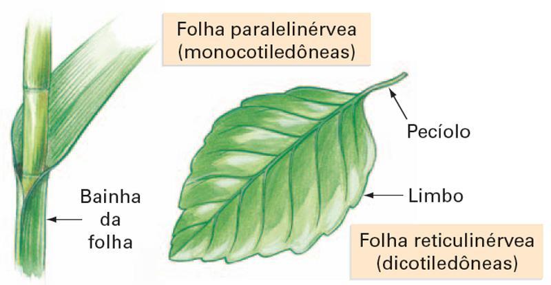 Folhas Formada por pecíolo ( cabinho ) e superfície achatada dotada de duas faces =