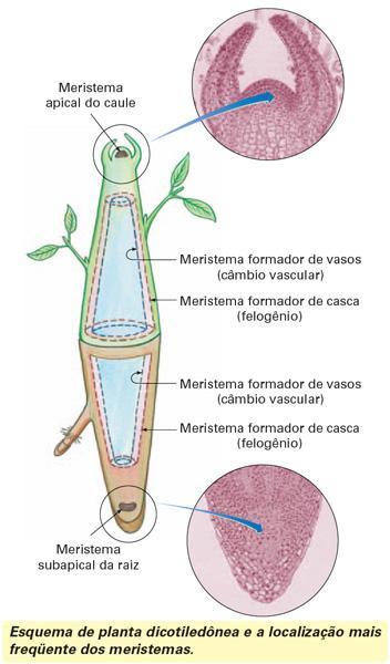 Meristemas Nas plantas adultas ficam restritas ao: Ápice do caule Ápice da