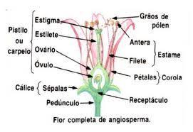 Receptáculo floral Gineceu Componente feminino Conjunto de um ou vários carpelos (ou pistilos) Androceu