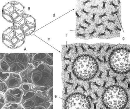 Macro e Micro Morfologia A MICROGRAFIA B REPRESENTAÇÃO ESQUEMÁTICA C ALTO TEOR DE