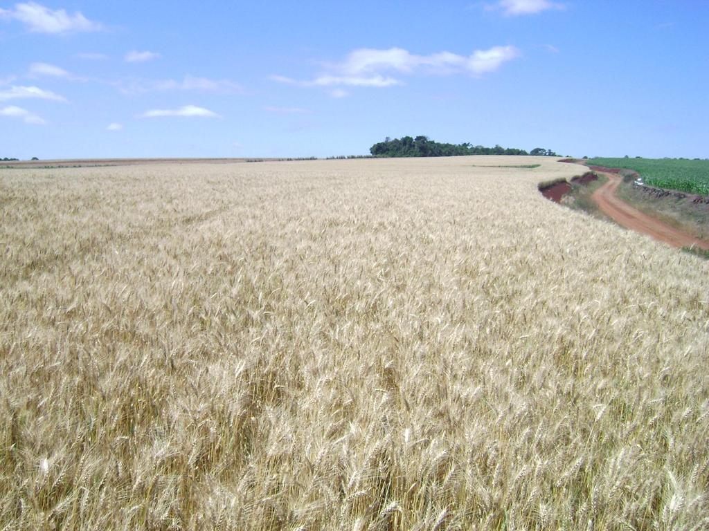 Sistemas de Producción de Trigo y Cebada: Decisiones de manejo en base a conceptos ecofisiológicos para