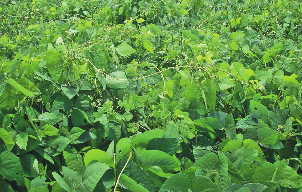 Marcha de crescimento (cobertura do solo) das leguminosas após a semeadura Espécies de adubo verde C. Breviflora C.Spectabilis A. Cavalo M. Cinza M. Anã Caupi Leucena Fonte: CHAVES, 2005.