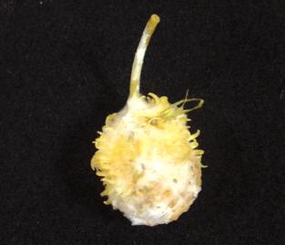 O fungo sobrevive principalmente em plantas voluntárias ou silvestres de cucurbitáceas. Figura 4. Sintoma de antracnose em fruto de maxixe.