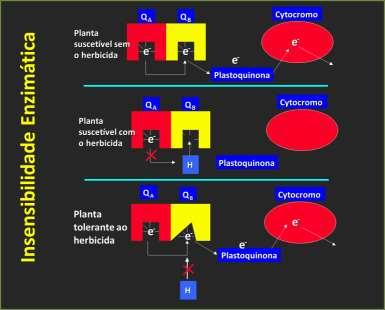 Insensibilidade do sítio de ação Antídotos A seletividade para alguns herbicidas pode ser alcançada através do uso de substâncias químicas