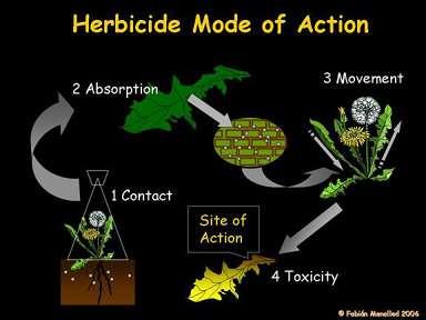 absorção do herbicida pela planta, designa-se com principal região de absorção, por exemplo de absorvido R/PA, então a principal