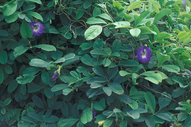 Cunhã (Clitoria