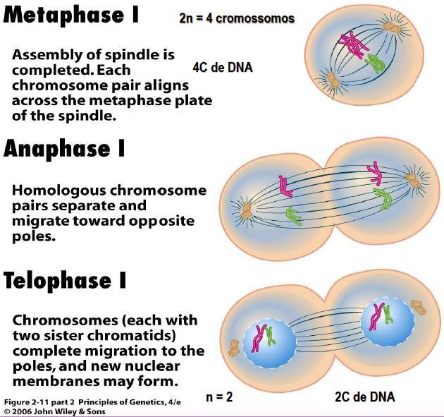 MEIOSE I