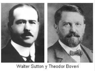 Teoria cromossômica da herança Sutton Boveri (1903) Reconheceram que o comportamento das partículas de