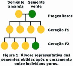 Geração parental: Plantas puras que foram cruzadas. F1: primeira geração filha.