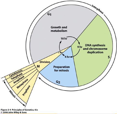 Divisão celular Interfase + fase M G1 A célula aumenta de tamanho, há uma intensa síntese de proteína e ácido ribonucléico.