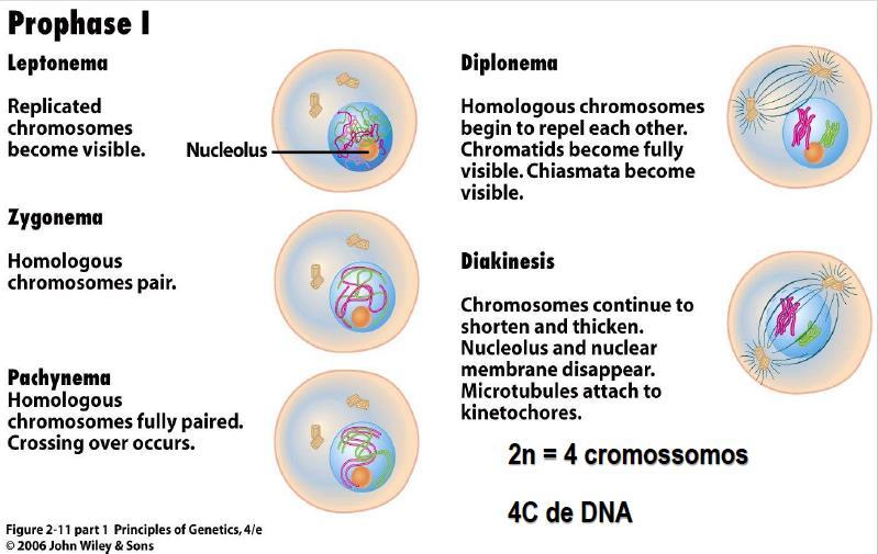 MEIOSE I