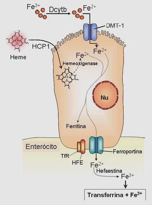 23 FIGURA 3 - ETAPAS DO TRANSPORTE DO FERRO E PROTEÍNAS ENVOLVIDAS NA ENTRADA E SAÍDA DO FERRO DO INTERIOR DO ENTERÓCITO (GROTTO, 2008 a).