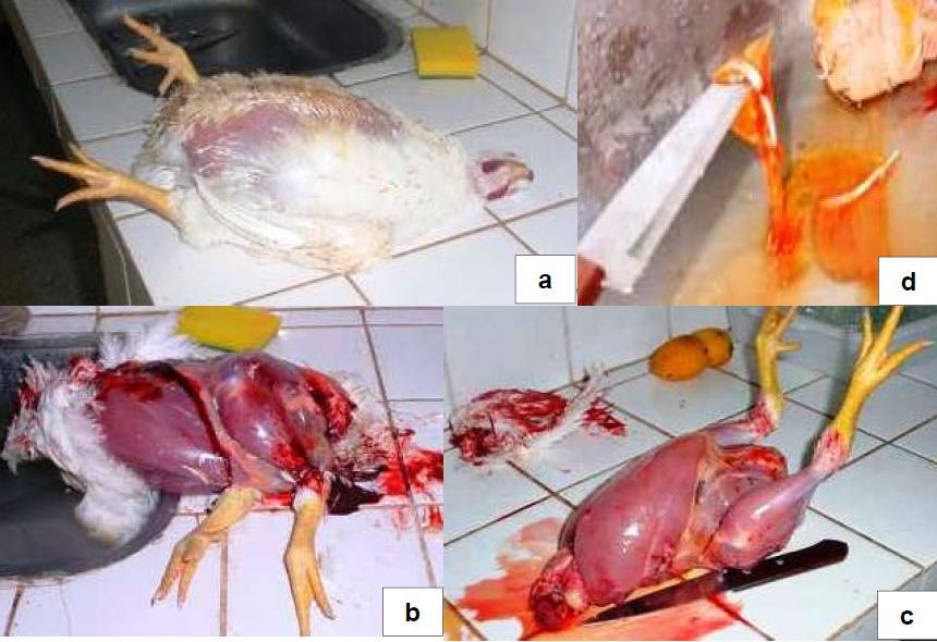 Outros Transtornos Metabólicos ocasionados pelo