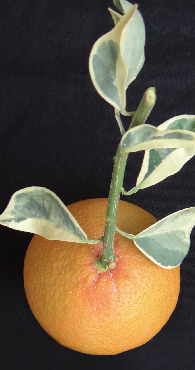 Banco ativo de germoplasma de citros da Embrapa Mandioca e Fruticultura Descrição O gênero Citrus L. e afins, especialmente Poncirus Raf.