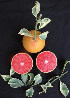 Foto: Orlando Sampaio Passos Figura 1. Frutos da laranja Rubra Cara (Citrus sinensis) com polpa vermelha conferida pela presença de licopeno. Figura 2. Folhas variegadas em limão 'Variegado' (C.