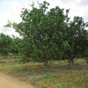 Passos Laranja doce Citrus sinensis (L.) Osbeck 218 Tangerina e híbridos C. reticulata Blanco, C.