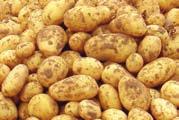 No Nordeste, chuvas excessivas podem prejudicar a colheita e a qualidade fitossanitária das batatas.