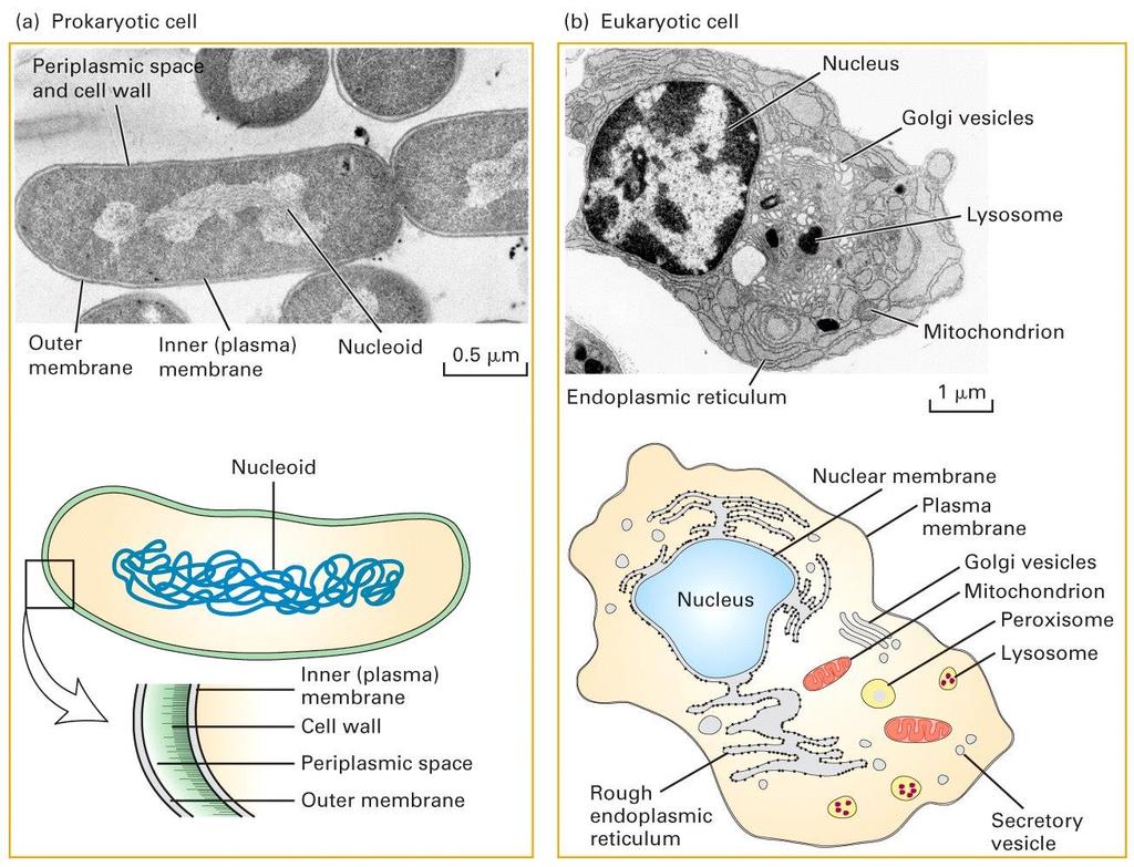 Todas as células são procarióticas ou eucarióticas Cél. procariótica (E. coli) Cél.